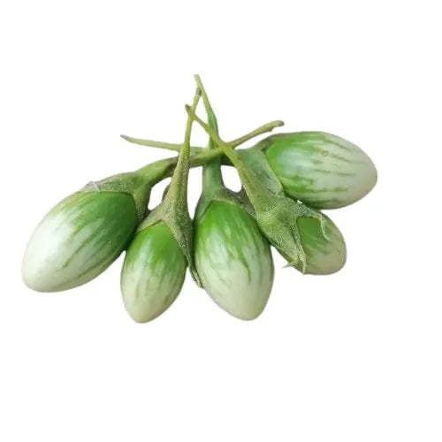 باذنجان السلحفاة
