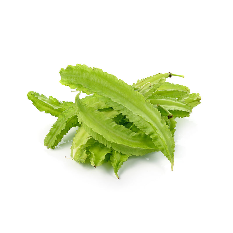 Winged Bean