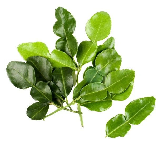 Fresh Kaffir Lime Leave